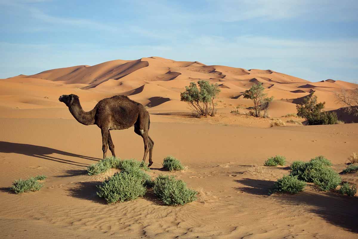Erg Chebbi dunes in Merzouga